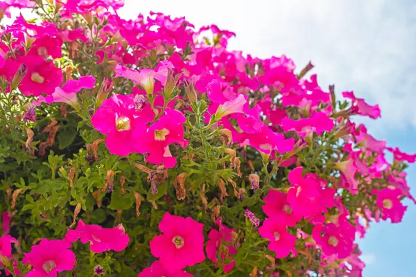 stock image live pink petunia flowers outside. Scenery in the landscape