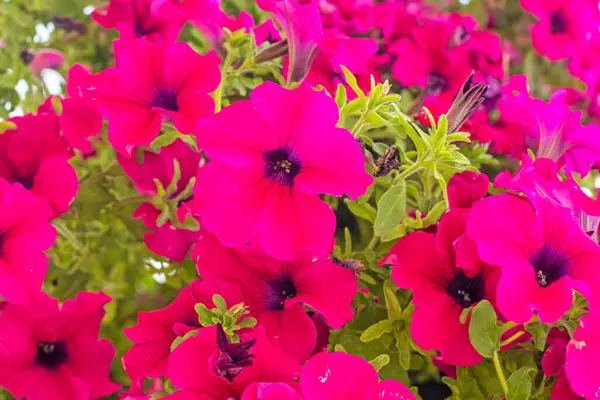 stock image pink petunia flowers outside. Scenery in the landscape