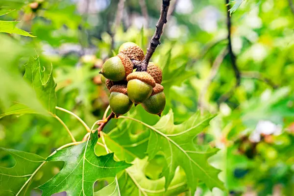 stock image green acorns on an oak tree. Back to school soon