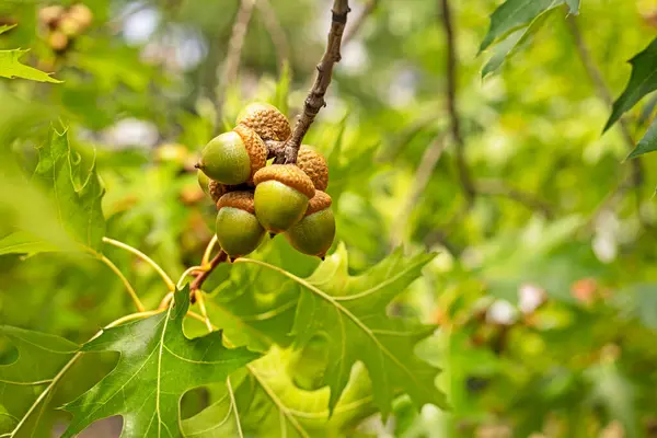 stock image green acorns on an oak tree. Back to school soon