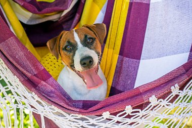 Komik Jack Russell Terrier köpeği sıcakta dili dışarıda bir hamakta yuvarlanıyor. Hayvanlarda aşırı ısınmaya yardımcı olur.