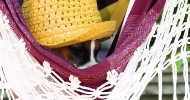 Hamakta büyümüş şirin Jack Russell Terrier yavrusu haşlanmış mısır yiyor. Genç arkadaşlarla ilgilenmek..