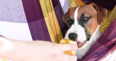 Sevimli Jack Russell Terrier köpeği sıcakta dili bir hamakta sarkan bir şapkayla. Aşırı ısınan hayvanlara yardım.