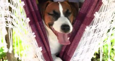 Komik yetişkin Jack Russell Terrier köpek yavrusu sarı bir şapkayla hamakta geziyor. Aşırı ısınan hayvanlara yardım.