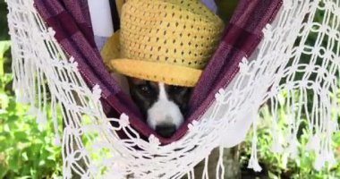 Komik yetişkin Jack Russell Terrier köpeği dili bu sıcakta bir hamakta sallanıyor. Aşırı ısınan hayvanlara yardım