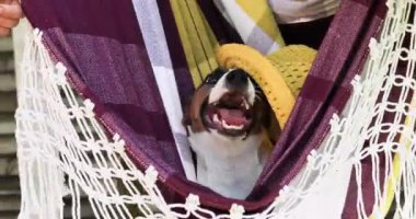 Komik yetişkin Jack Russell Terrier bir hamakta köpek yavrusu biniyor. Aşırı ısınan hayvanlara yardım