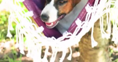 Komik Jack Russell teriyeri sıcakta hamakta geziyor. Hayvanlarda aşırı ısınmaya yardımcı olur..