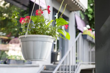 Taze ev çiçekleri olan modern bir kafe. Moda & Biçimi