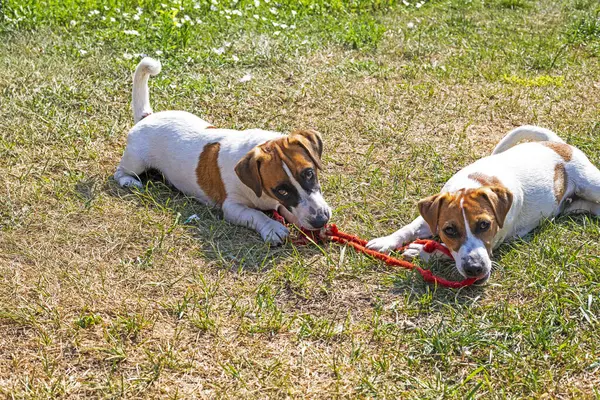 stock image cute Jack Russell terrier puppies play tug-of-war on the street