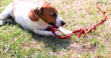 Tatlı Jack Russell Terrier köpeği dışarıda kırmızı bir iple oynuyor.