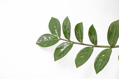 Yakın plan yeşil çiçek sulu zamioculcas açık arkaplanda. Gençliğin sembolü