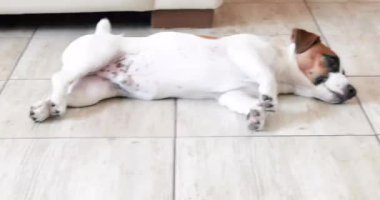 Şirin köpek yavrusu Jack Russell Terrier serin zeminde yatıyor.