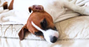 Güzel, yorgun köpek yavrusu Jack Russell Terrier odadaki küçük bir kanepede uyuyakalıyor..