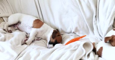 Jack Russell Terrier yavruları kanepede uyur. köpek bakımı