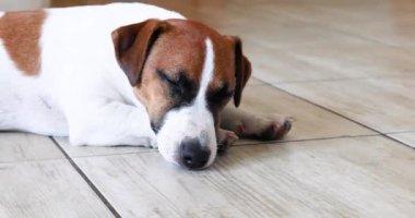 Yavru köpek Jack Russell Terrier yerde yorgun yatıyor ve iç çekiyor. Yavru köpeklere bakıyorum.