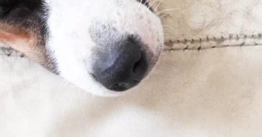 Yavru köpek Jack Russell Terrier yürüdükten sonra kanepede uyur..