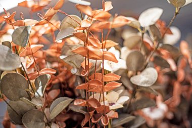 Bulanık bir arkaplanda kurumuş çiçeklerin soyut arkaplanı. ev dekorasyonu