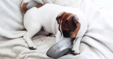  Jack Russell Terrier köpek yavrusu yemekten sonra yemek kasesiyle oynuyor. Yavru köpek eğitimi.