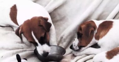 Komik Jack Russell Terrier yavruları kendi aralarında yemek kasesini paylaşıyorlar. yavru köpek eğitimi ve eğitimi.