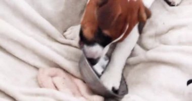 Tatlı Jack Russell Terrier köpeği yemekten sonra yemek kasesiyle oynuyor. Yavru köpek eğitimi..