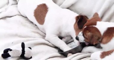  Jack Russell Terrier yavruları kendi aralarında yemek kasesini paylaşıyorlar. yavru köpek eğitimi ve eğitimi.