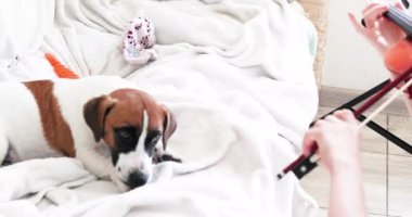 Güzel köpek yavrusu kanepede uzanmış keman eşliğinde şarkı söylüyor.