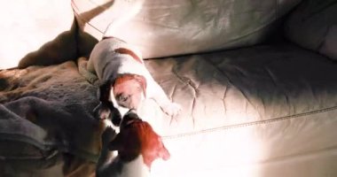 Komik Jack Russell Terrier köpeği piyanoda şarkı söyler ve kanepede diğer yavru köpeklerle oynar.