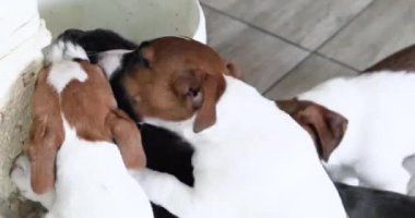 Küçük Jack Russell Terrier köpekleri gri yetişkin bir kediyle tanışır..
