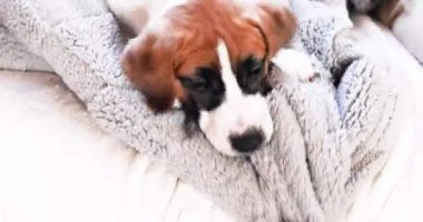  Küçük köpek yavrusu Jack Russell Terrier başka bir köpek yavrusuyla çekiştiriyor.