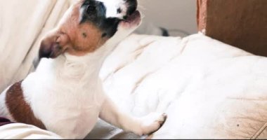 Diğer yavrularla piyano çalan yetenekli köpek yavrusu Jack Russell Terrier..