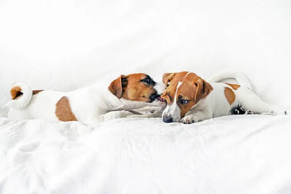 Stock image cute jack russell terrier puppies play with each other on a white blanket. puppy care