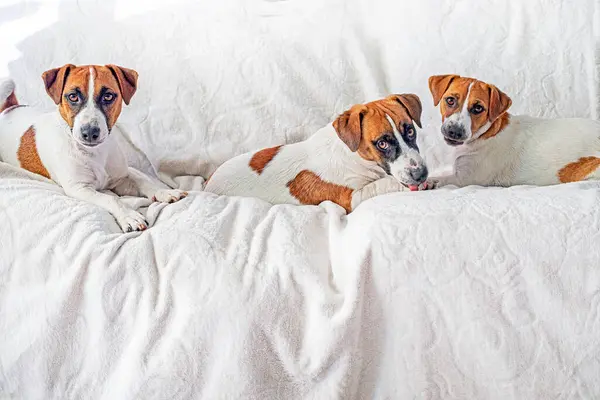 stock image cute jack russell terrier puppies play with each other on a white blanket. puppy care