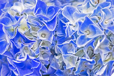 Beautiful blue hydrangea flowers close-up. Holiday. Growing flowers clipart