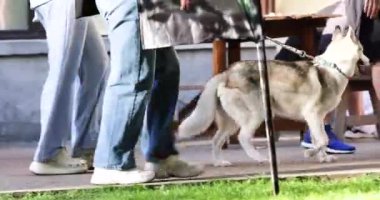 Güneşli bir günde, kalabalık bir yerde köpek tasması takmış bir köpeği gezdirme eğitimi. Köpek eğitimi ve eğitimi.