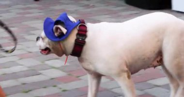 Güneşli bir günde köpek festivalinde tasmasız bir köpeği kalabalık bir yerde gezdirme eğitimi. Köpek eğitimi ve eğitimi