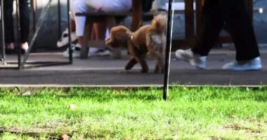 Güneşli bir günde kalabalık bir yerde köpekleri tasmayla gezdirirdi. Köpek eğitimi ve eğitimi