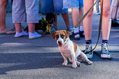 Yakışıklı Jack Russell Terrier dışarıda sahibinin ayağının yanındaki asfaltta oturuyor. Yavru köpeklerin eğitimi ve eğitimi