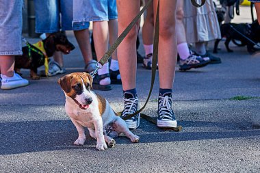 Yakışıklı Jack Russell Terrier dışarıda sahibinin ayağının yanındaki asfaltta oturuyor. Yavru köpeklerin eğitimi ve eğitimi