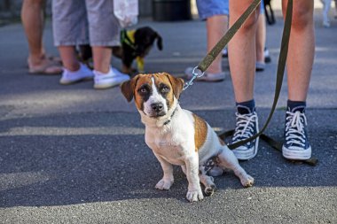 Yakışıklı Jack Russell Terrier dışarıda sahibinin ayağının yanındaki asfaltta oturuyor. Yavru köpeklerin eğitimi ve eğitimi