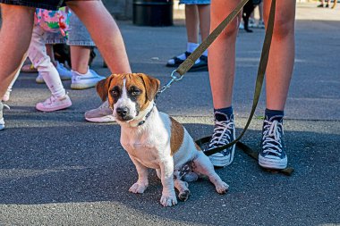 Güzel yetişkin köpek yavrusu Jack Russell Terrier dışarıdaki sahibinin ayaklarının yanındaki asfaltta oturuyor. Yavru köpeklerin eğitimi ve eğitimi