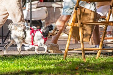 Güneşli bir günde kalabalığın arasında tasmalı bir köpekle yürümek. Evcil hayvanlara bakmak ve eğitmek
