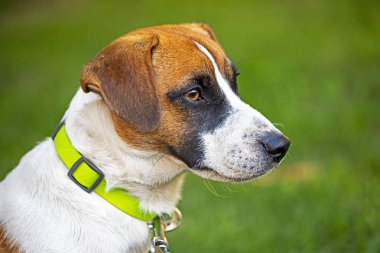Çimlerin üzerinde duran güzel bir Jack Russell Terrier köpeği kafası.