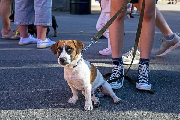 stock image beautiful grown up puppy Jack Russell Terrier sits on the asphalt near the feet of the owner outside. Education and training of puppies