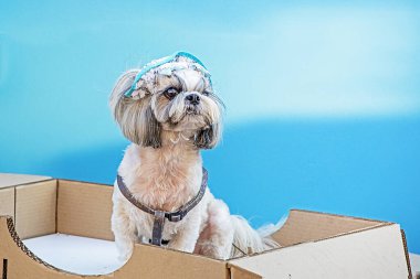 Mavi arka planda hafif şirin Shih Tzu köpeği. Dekoratif köpek yetiştirir.