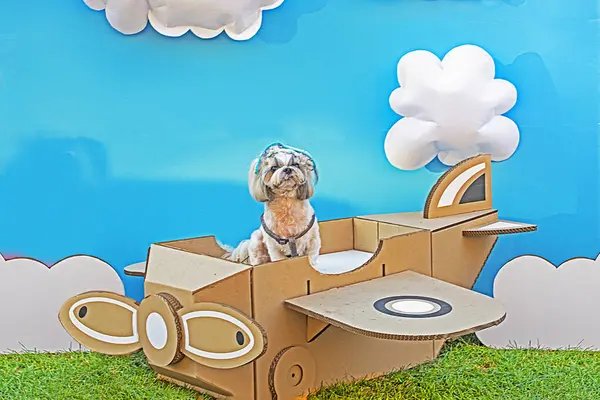 Mavi arka planda hafif şirin Shih Tzu köpeği. Dekoratif köpek yetiştirir.