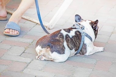 Koyu kahverengi Bulldog dışarıda sahibinin yanında duruyor.