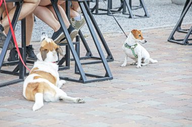 Jack Russell ve başka bir köpek bar sahipleriyle birlikte bar taburelerinin yanında oturuyorlar. Sokakta köpek yavruları