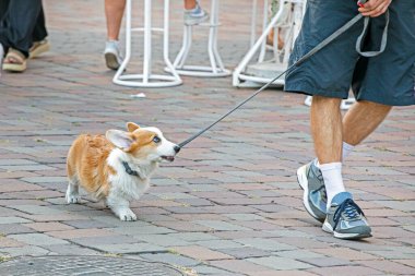 Güzel Corgi köpeği dışarıda sahibinin arkasında tasmayla dolaşıyor. Tasmalı bir köpek yavrusunu eğitiyorum.