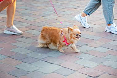 Halka açık yerlerde tasmalı küçük köpeklerle dolaşmak