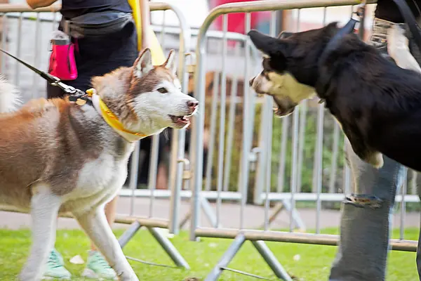 köpek saldırganlığı eğitimi ve eğitimi